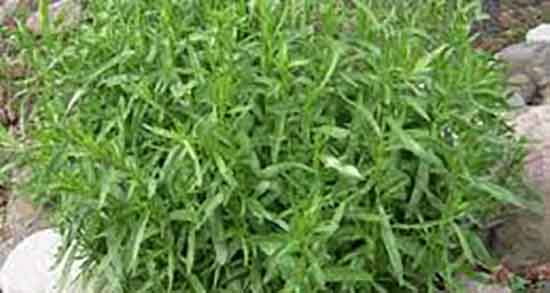 خواص و مضرات ترخون و فواید و عوارض سبزی ترخون برای بدن خواص و مضرات ترخون ؛ فواید و عوارض سبزی ترخون برای بدن