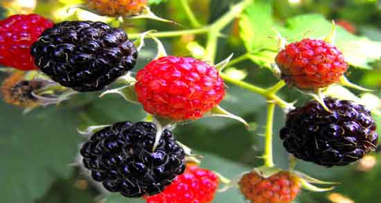 خواص و مضرات تمشک و همه چیز درباره خاصیت و مضرات مصرف تمشک برای سلامتی خواص و مضرات تمشک ؛ همه چیز درباره خاصیت و مضرات مصرف تمشک برای سلامتی