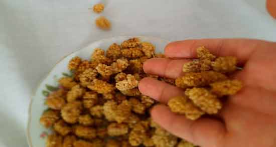 خواص و مضرات توت خشک ؛ فواید درمانی و عوارض خوردن توت خشک خواص و مضرات توت خشک ؛ فواید درمانی و عوارض خوردن توت خشک