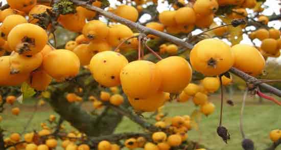 خواص و مضرات زالزالک ؛ همه چیز درباره مصرف زالزالک خواص و مضرات زالزالک ؛ همه چیز درباره مصرف زالزالک