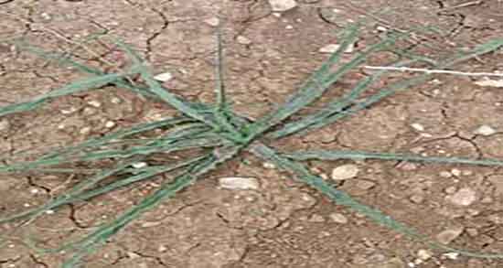 خواص و مضرات شنگ ؛ فواید و عوارض مصرف شنگ برای پوست صورت خواص و مضرات شنگ ؛ فواید و عوارض مصرف شنگ برای پوست صورت