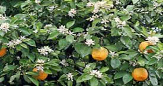 خواص و مضرات عرق بهار نارنج و فواید و ضرر عرق بهار نارنج برای معده خواص و مضرات عرق بهار نارنج ؛ فواید و ضرر عرق بهار نارنج برای معده