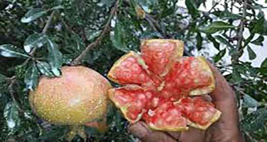 خواص و مضرات هسته انار ؛ خواص و مضرات روغن هسته انار برای بدن خواص و مضرات هسته انار ؛ خواص و مضرات روغن هسته انار برای بدن