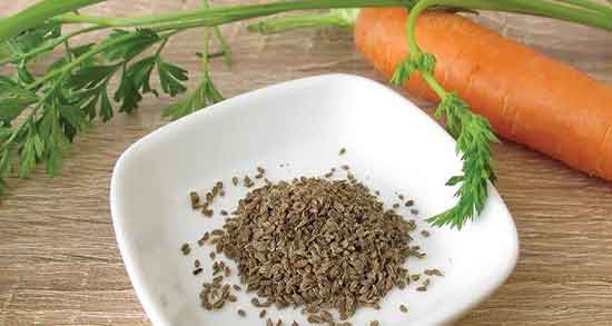 خواص و مضرات هویج فرنگی و فواید و عوارض هویج فرنگی برای بدن چیست خواص و مضرات هویج فرنگی ؛ فواید و عوارض هویج فرنگی برای بدن چیست