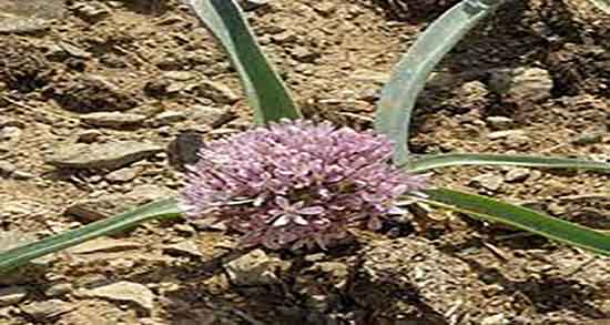 خواص و مضرات پیاز کوهی ؛ فواید و عوارض پیاز کوهی برای بدن انسان خواص و مضرات پیاز کوهی ؛ فواید و عوارض پیاز کوهی برای بدن انسان