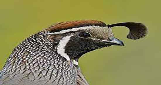 خواص و مضرات گوشت بلدرچین و فواید و عوارض گوشت بلدرچین خواص و مضرات گوشت بلدرچین ؛ فواید و عوارض گوشت بلدرچین