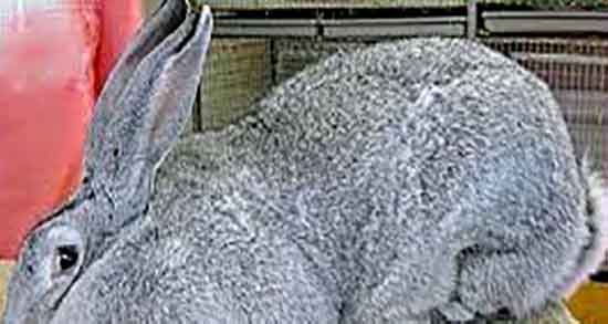 خواص و مضرات گوشت خرگوش و فواید و عوارض گوشت خرگوش برای زنان خواص و مضرات گوشت خرگوش ؛ فواید و عوارض گوشت خرگوش برای زنان