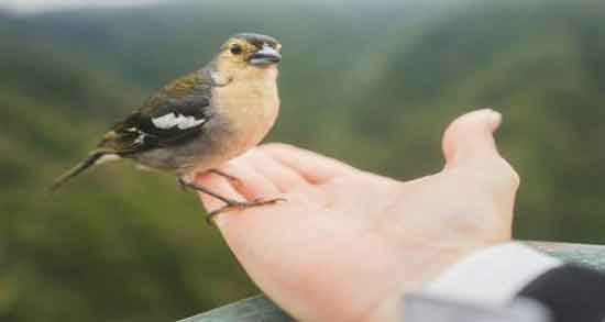 خواص و مضرات گوشت گنجشک و آشنایی با خواص درمانی و مضرات مصرف گوشت گنجشک خواص و مضرات گوشت گنجشک ؛ آشنایی با خواص درمانی و مضرات مصرف گوشت گنجشک