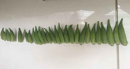 خواص پودر بامیه و فواید استفاده از پودر بامیه خشک شده برای دیابت خواص پودر بامیه ؛ فواید استفاده از پودر بامیه خشک شده برای دیابت