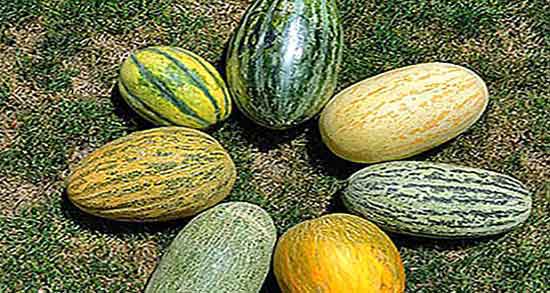 خواص پوست خربزه در طب سنتی ؛ خوردن پوست خربزه از نظر طب سنتی خواص پوست خربزه در طب سنتی ؛ خوردن پوست خربزه از نظر طب سنتی