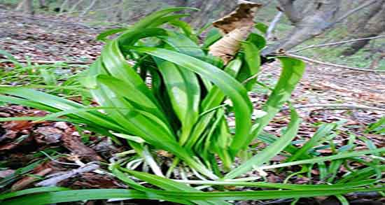 خواص پیاز کوهی در طب سنتی و خاصیت پیاز کوهی از نظر طب سنتی خواص پیاز کوهی در طب سنتی ؛ خاصیت پیاز کوهی از نظر طب سنتی