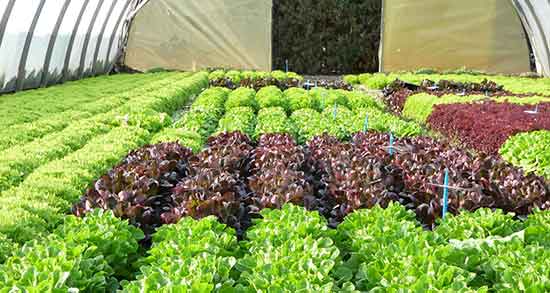 خواص کاهو فرانسوی چیست ؛ فواید مصرف کاهو فرانسوی چیست خواص کاهو فرانسوی چیست ؛ فواید مصرف کاهو فرانسوی چیست