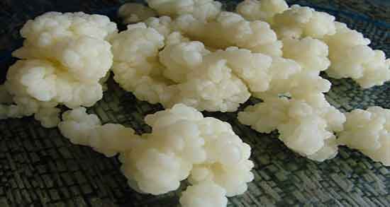 خواص کفیر چیست و ایا خوردن دوغ کفیر عمر انسان را طولانی میکند خواص کفیر چیست ؛ ایا خوردن دوغ کفیر عمر انسان را طولانی میکند