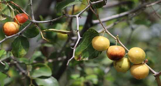 خواص کنار برای بارداری و همه چیز درباره خاصیت خوردن کنار برای زن باردار خواص کنار برای بارداری ؛ همه چیز درباره خاصیت خوردن کنار برای زن باردار