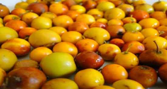 خواص کنار برای جوش صورت و از بین بردن جوش و آکنه با مصرف کنار خواص کنار برای جوش صورت ؛ از بین بردن جوش و آکنه با مصرف کنار