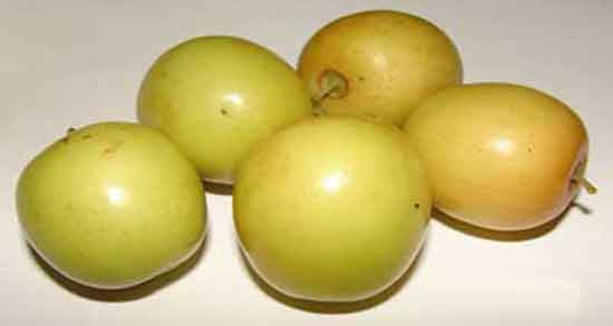 خواص کنار برای معده و خواص درمانی و دارویی استفاده از کنار برای بیماری معده خواص کنار برای معده ؛ خواص درمانی و دارویی استفاده از کنار برای بیماری معده