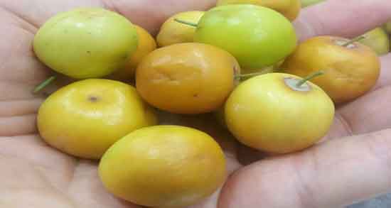 خواص کنار برای موی سر و جلوگیری از ریزش مو با استفاده از کنار خواص کنار برای موی سر ؛ جلوگیری از ریزش مو با استفاده از کنار