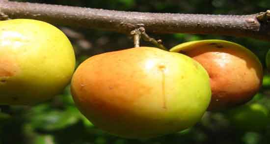 خواص کنار برای کبد و خاصیت خوردن کنار برای از بین بردن سموم کبد خواص کنار برای کبد ؛ خاصیت خوردن کنار برای از بین بردن سموم کبد