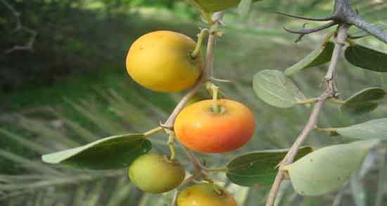 خواص کنار برای کودکان و آشنایی با خاصیت درمانی مصرف کنار برای کودکان خواص کنار برای کودکان ؛ آشنایی با خاصیت درمانی مصرف کنار برای کودکان