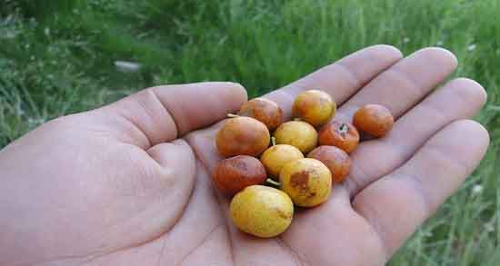 خواص کنار خشک و مواد مغذی موجود در کنار خشک مفید برای سلامتی خواص کنار خشک ؛ مواد مغذی موجود در کنار خشک مفید برای سلامتی