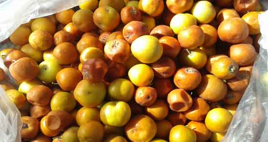 خواص کنار در بارداری و درمان بی خوابی و استرس زنان باردار با مصرف کنار خواص کنار در بارداری ؛ درمان بی خوابی و استرس زنان باردار با مصرف کنار