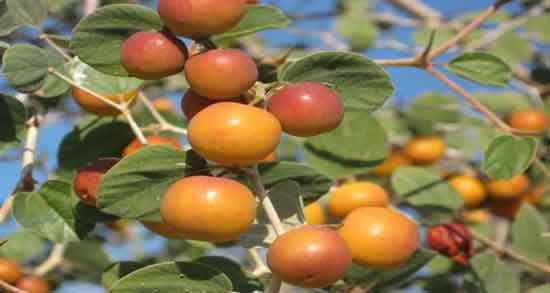 خواص کنار در شیردهی و تاثیر استفاده از کنار برای شیر مادر خواص کنار در شیردهی ؛ تاثیر استفاده از کنار برای شیر مادر