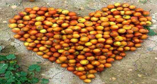 خواص کنار کوهی و آشنایی با خاصیت دارویی کنار کوهی خواص کنار کوهی ؛ آشنایی با خاصیت دارویی کنار کوهی