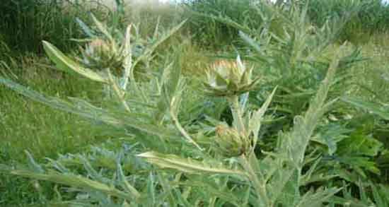 خواص کنگر فرنگی خشک ؛ فواید مصرف کنگر فرنگی خشک برای بدن خواص کنگر فرنگی خشک ؛ فواید مصرف کنگر فرنگی خشک برای بدن