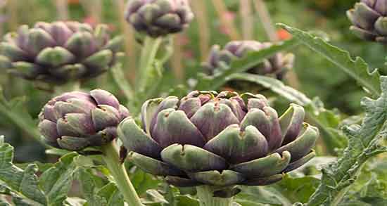 خواص کنگر فرنگی در طب سنتی ؛ ایا کنگر فرنگی در طب سنتی مفیده خواص کنگر فرنگی در طب سنتی ؛ ایا کنگر فرنگی در طب سنتی مفیده