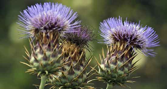 خواص کنگر کوهی خشک شده برای لاغری و زن باردار + خواص عرق کنگر خواص کنگر کوهی ؛ خشک شده برای لاغری و زن باردار + خواص عرق کنگر