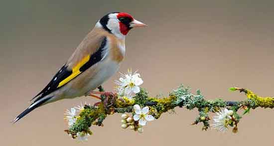 خواص گردو برای سهره و بررسی خواص و ارزش غذایی گردو برای تغذیه سهره خواص گردو برای سهره ؛ بررسی خواص و ارزش غذایی گردو برای تغذیه سهره