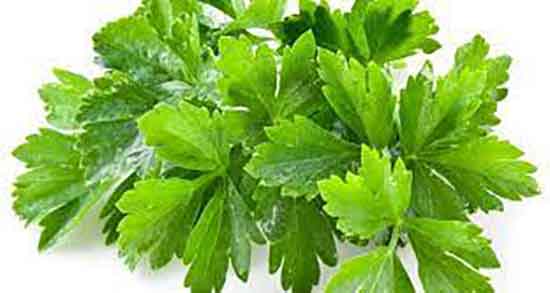 خواص گشنیز برای لاغری ؛ فواید مصرف گشنیز برای چربی سوزی بدن خواص گشنیز برای لاغری ؛ فواید مصرف گشنیز برای چربی سوزی بدن