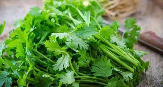 خواص گشنیز در طب سنتی ؛ ایا خوردن گشنیز از نظر طب سنتی مفیده خواص گشنیز در طب سنتی ؛ ایا خوردن گشنیز از نظر طب سنتی مفیده