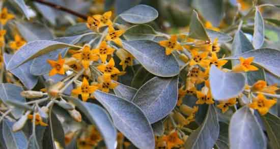 خواص گل درخت سنجد و بررسی خاصیت درمانی مصرف گل درخت سنجد خواص گل درخت سنجد ؛ بررسی خاصیت درمانی مصرف گل درخت سنجد