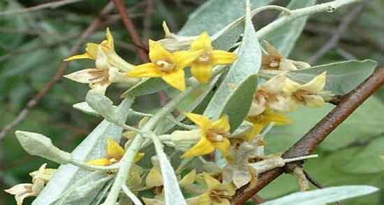 خواص گل سنجد برای تخمدان و درمان تنبلی تخمدان با استفاده از گل سنجد خواص گل سنجد برای تخمدان ؛ درمان تنبلی تخمدان با استفاده از گل سنجد