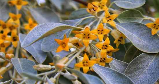خواص گل سنجد برای پسردار شدن و تاثیر مصرف گل سنجد برای جنسیت جنین خواص گل سنجد برای پسردار شدن ؛ تاثیر مصرف گل سنجد برای جنسیت جنین