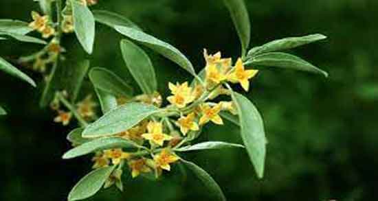 خواص گل سنجد در بارداری و بررسی خواص و فواید مصرف گل سنجد برای دوران بارداری خواص گل سنجد در بارداری ؛ بررسی خواص و فواید مصرف گل سنجد برای دوران بارداری