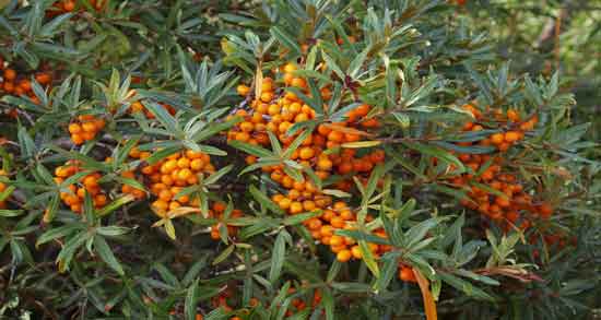 خواص گل سنجد در طب سنتی و آشنایی با خواص درمانی گل سنجد از نظر طب سنتی خواص گل سنجد در طب سنتی ؛ آشنایی با خواص درمانی گل سنجد از نظر طب سنتی