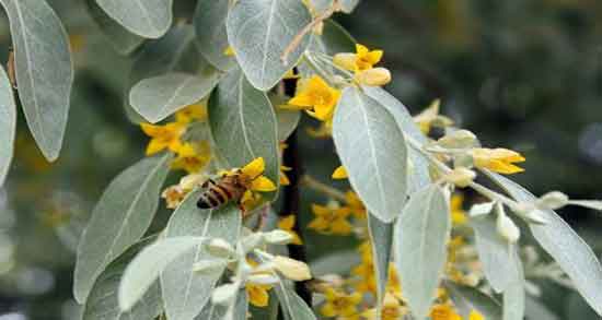خواص گل سنجد چیست و فواید درمانی مصرف گل سنجد برای سلامتی خواص گل سنجد چیست ؛ فواید درمانی مصرف گل سنجد برای سلامتی