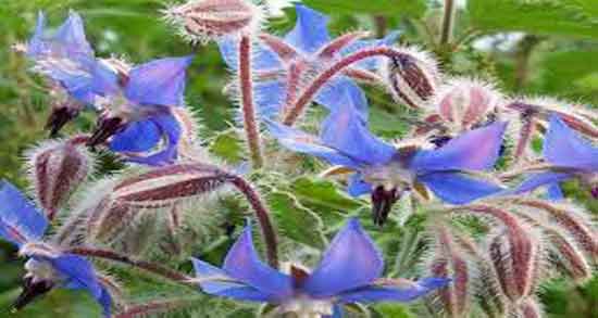 خواص گل گاوزبان برای اسپرم ؛ تقویت و افزایش تولید اسپرم با مصرف گل گاوزبان خواص گل گاوزبان برای اسپرم ؛ تقویت و افزایش تولید اسپرم با مصرف گل گاوزبان