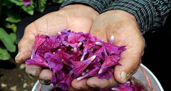 خواص گل گاوزبان برای اعصاب و تقویت اعصاب و ایجاد آرامش با مصرف گل گاوزبان خواص گل گاوزبان برای اعصاب ؛ تقویت اعصاب و ایجاد آرامش با مصرف گل گاوزبان