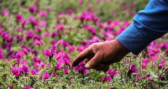 خواص گل گاوزبان برای بدن و درمان بیماری ها با مصرف گل گاوزبان خواص گل گاوزبان برای بدن ؛ درمان بیماری ها با مصرف گل گاوزبان