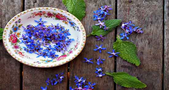 خواص گل گاوزبان برای سرماخوردگی و ویتامین C موجود در گل گاوزبان مفید برای درمان سرماخوردگی خواص گل گاوزبان برای سرماخوردگی ؛ ویتامین C موجود در گل گاوزبان مفید برای درمان سرماخوردگی