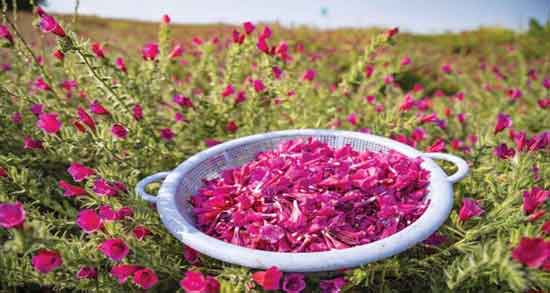 خواص گل گاوزبان برای فشار خون ؛ بررسی تاثیر خوردن گل گاوزبان برای فشار خون خواص گل گاوزبان برای فشار خون ؛ بررسی تاثیر خوردن گل گاوزبان برای فشار خون