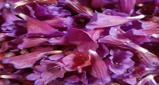 خواص گل گاوزبان برای لاغری و کاهش وزن و تناسب اندام با مصرف دمنوش گل گاوزبان خواص گل گاوزبان برای لاغری ؛ کاهش وزن و تناسب اندام با مصرف دمنوش گل گاوزبان