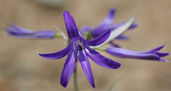 خواص گل گاوزبان برای پوست و درمان آکنه و جوش صورت با مصرف گل گاوزبان خواص گل گاوزبان برای پوست ؛ درمان آکنه و جوش صورت با مصرف گل گاوزبان