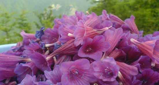 خواص گل گاوزبان برای کودکان ؛ بررسی خواص مصرف گل گاوزبان برای کودکان خواص گل گاوزبان برای کودکان ؛ بررسی خواص مصرف گل گاوزبان برای کودکان