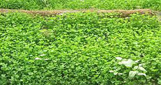 خواص گل یونجه و فواید گیاه یونجه برای چاقی صورت و بدن چیست خواص گل یونجه ؛ فواید گیاه یونجه برای چاقی صورت و بدن چیست