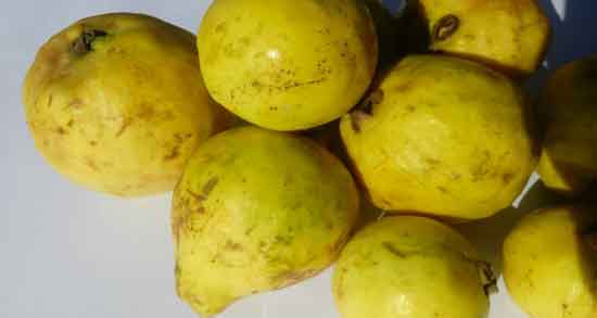 خواص گواوا زرد و همه چیز درباره خاصیت دارویی خوردن گواوا زرد خواص گواوا زرد ؛ همه چیز درباره خاصیت دارویی خوردن گواوا زرد