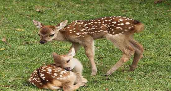خواص گوشت آهو چیست و فواید و مضرات گوشت اهو برای بدن چیست خواص گوشت آهو چیست ؛ فواید و مضرات گوشت اهو برای بدن چیست